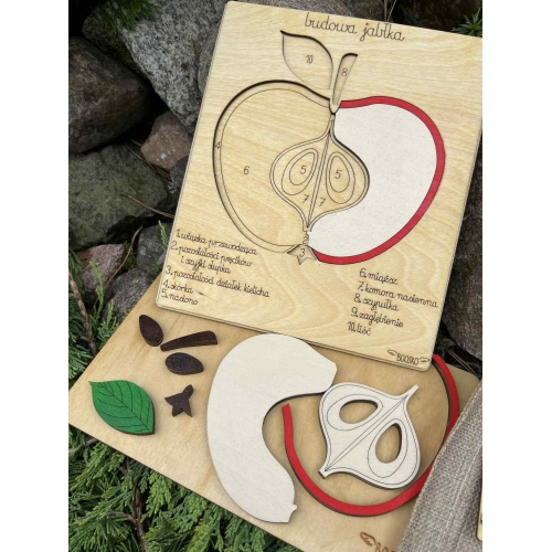 Drewniana układanka – Budowa jabłka